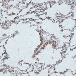 TMEPAI Antibody - Azide and BSA Free, Novus Biologicals 0.1 mL; Unconjugated:Antibodies,