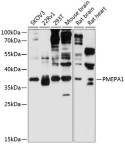 TMEPAI Antibody - Azide and BSA Free, Novus Biologicals:Antibodies:Primary