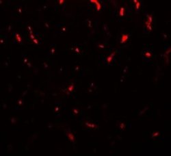 TMIGD1 Antibody - BSA Free, Novus Biologicals 0.1 mg; Unconjugated:Antibodies,