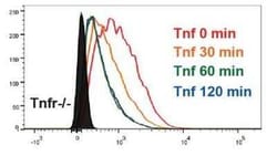 TNF RI/TNFRSF1A Antibody, Novus Biologicals:Antibodies:Primary Antibodies