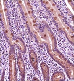 TNF RI/TNFRSF1A Antibody - BSA Free, Novus Biologicals:Antibodies:Primary