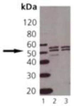 TNF RI/TNFRSF1A Antibody, Novus Biologicals:Antibodies:Primary Antibodies