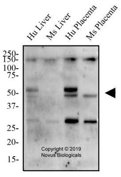 TNF RI/TNFRSF1A Antibody - BSA Free, Novus Biologicals:Antibodies:Primary