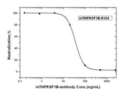 TNF RII/TNFRSF1B Rabbit anti-Mouse, Clone: R204, Novus Biologicals 200