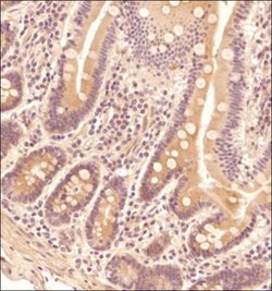 TNF-alpha Antibody (2342C) - Low Endotoxin, Azide and BSA Free, Novus Biologicals