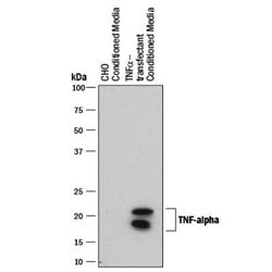 TNF-alpha Antibody (2342C) - Low Endotoxin, Azide and BSA Free, Novus Biologicals