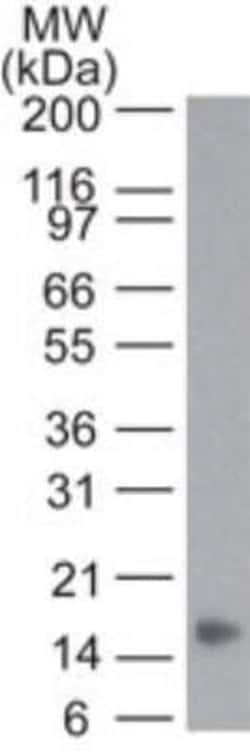 TNF-alpha Antibody (6N2E12) - Azide and BSA Free, Novus Biologicals 0.1