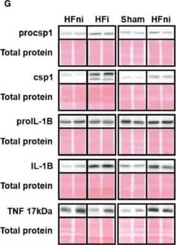 TNF-alpha Antibody (J2D10), Novus Biologicals:Antibodies:Primary Antibodies