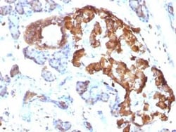 TNF-alpha Antibody (TNFA/1172), Novus Biologicals:Antibodies:Primary Antibodies