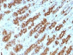 TNF-alpha Antibody (TNFA/1172), Novus Biologicals:Antibodies:Primary Antibodies