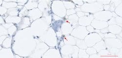 TNF-alpha Antibody (Z74P2C5 A12) - BSA Free, Novus Biologicals 0.1mL:Antibodies,