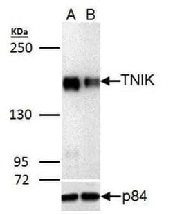 TNIK Antibody, Novus Biologicals 25 &mu;g; Unconjugated:Antibodies, Polyclonal