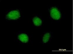 TNIP1 Antibody, Novus Biologicals 0.05 mg | Buy Online | Novus Biologicals | Fisher Scientific