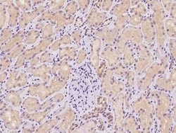 TNIP3 Antibody, Novus Biologicals 50 &mu;g, Unconjugated:Antibodies, Polyclonal