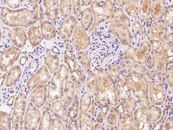 TNN Antibody, Novus Biologicals 50 &mu;g, Unconjugated:Antibodies, Polyclonal