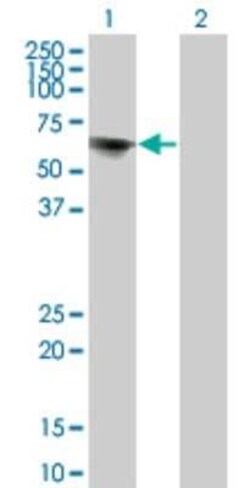 TOE1 Antibody (1C12), Novus Biologicals 0.1 mg; Unconjugated:Antibodies,