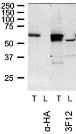 TOM1L1 Antibody (3F12), Novus Biologicals 100 &mu;g | Buy Online | Novus Biologicals | Fisher Scientific