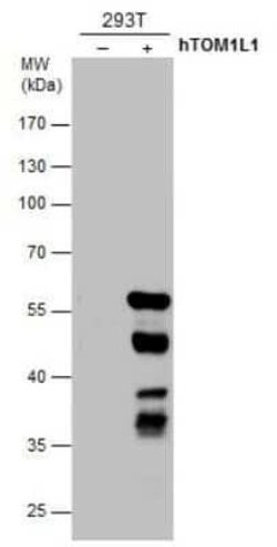 TOM1L1 Antibody (3F12), Novus Biologicals 100 &mu;g | Buy Online | Novus Biologicals | Fisher Scientific