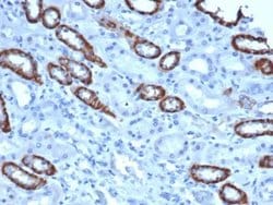 TOM1L1 Antibody (TOM1L1/4690) - Azide and BSA Free, Novus Biologicals 100