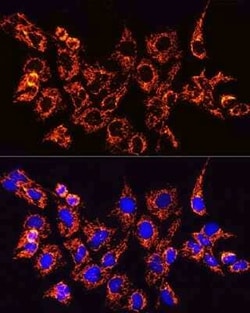 TOMM20 Rabbit anti-Human, Mouse, Rat, Clone: 6E0N2, Novus Biologicals 100