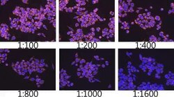 TOMM20 Rabbit anti-Human, Mouse, Rat, Clone: 6E0N2, Novus Biologicals 100
