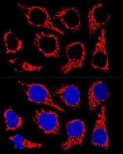 TOMM20 Rabbit anti-Human, Mouse, Rat, Clone: 6E0N2, Novus Biologicals 100