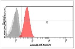 TOMM20 Mouse anti-Human, Clone: 1B2, Novus Biologicals:Antibodies:Primary