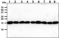 TOMM20 Mouse anti-Human, Clone: 1B2, Novus Biologicals:Antibodies:Primary