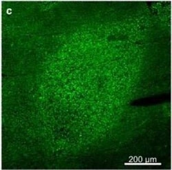 TOMM20 Antibody (4F3), Novus Biologicals 0.1 mg; Unconjugated:Antikörper