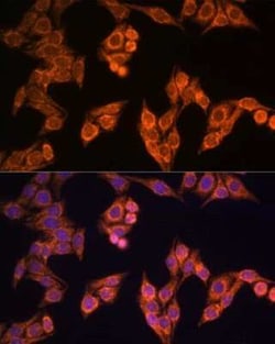 TOMM20 Antibody - Azide and BSA Free, Novus Biologicals:Antibodies:Primary