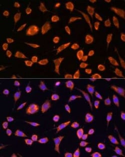 TOMM20 Antibody - Azide and BSA Free, Novus Biologicals:Antibodies:Primary