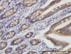 TOMM22 Antibody (4G4), Novus Biologicals 0.1 mg | Buy Online | Novus Biologicals | Fisher Scientific