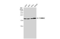 TOMM22 Antibody, Novus Biologicals 100 &mu;g | Buy Online | Novus Biologicals | Fisher Scientific