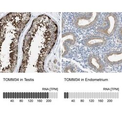 TOMM34 Antibody, Novus Biologicals 25 &mu;L; Unconjugated:Antibodies, Polyclonal