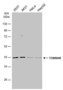 TOMM40 Antibody, Novus Biologicals 100 &mu;g; Unconjugated:Antibodies,