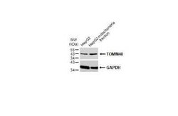 TOMM40 Antibody, Novus Biologicals 100 &mu;g; Unconjugated:Antibodies,