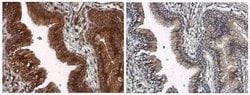 TOR/mTOR, p Ser2448 Antibody, Novus Biologicals 100 &mu;g; Unconjugated:Antikroppar