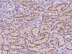 TOR1AIP2 Antibody, Novus Biologicals 50 &mu;g, Unconjugated:Antibodies,