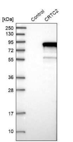 TORC2 Antibody, Novus Biologicals:Antibodies:Primary Antibodies