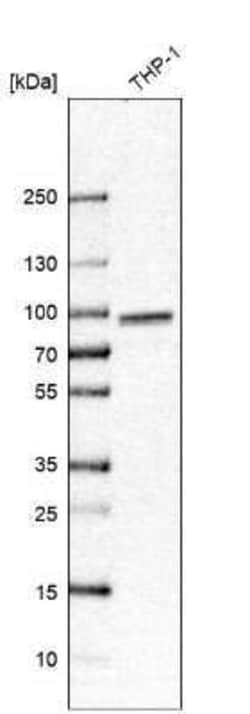 TORC2 Antibody, Novus Biologicals:Antibodies:Primary Antibodies