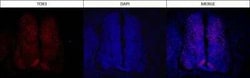 TOX3 Antibody (TOX3/1123), Novus Biologicals:Antibodies:Primary Antibodies