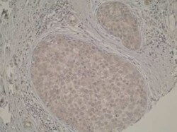 TP53TG5 Antibody (Z38P1E4 C7) - BSA Free, Novus Biologicals 0.025 mL, Unconjugated:Antibodies,