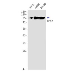 TPX2 Antibody (S05-1B5), Novus Biologicals 100 &mu;g; Unconjugated:Antibodies,