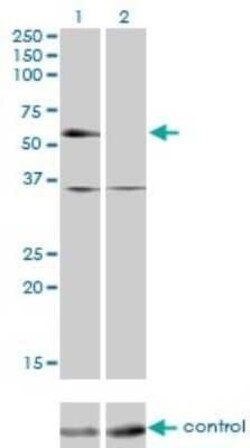 TR4/NR2C2 Antibody (2A5), Novus Biologicals 0.1 mg | Buy Online | Novus Biologicals | Fisher Scientific