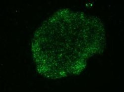 TRA-1-60(R) Antibody (TRA-1-60) - Azide and BSA Free, Novus Biologicals