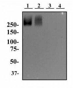 TRA-1-60(R) Antibody (TRA-1-60) - Azide and BSA Free, Novus Biologicals