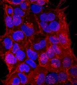 TRA-1-81 Antibody (TRA-1-81) - Azide and BSA Free, Novus Biologicals 0.1