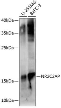 TRA16 Antibody - Azide and BSA Free, Novus Biologicals:Antibodies:Primary