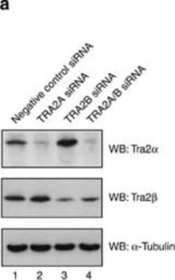 TRA2A Antibody, Novus Biologicals 0.05 mg | Buy Online | Novus Biologicals | Fisher Scientific