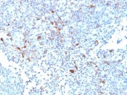 TRAF-1, Mouse anti-Human, Clone: TRAF1/2770, Novus Biologicals 20 ug; Unconjugated:Antibodies,